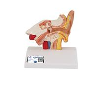 3B Scientific E12 Modelo de Anatomía Humana Modelo del Oído para el Escritorio, 1.5 Veces su Tamaño Natu + Software de Anatomía Gratuito - 3B Smart Anatomy