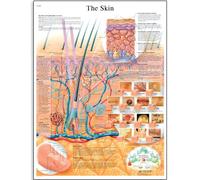 3B Scientific en Inglés, Póster Anatómico de Papel Detallado de la Estructura de la Piel para Estudiantes de Medicina, Dermatología, Enfermería y Formación Sanitaria