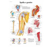 3B Scientific en Italiano, Póster Anatómico de Papel Detallado de las Articulaciones del Miembro Superior para Estudiantes de Medicina, Ortopedia, Fisioterapia y Formación Sanitaria