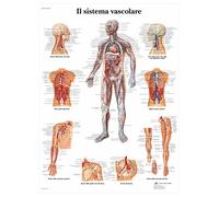 3B Scientific en Italiano, Póster Anatómico de Papel Detallado del Sistema Circulatorio para Estudiantes de Medicina, Enfermería, Fisiología y Formación Sanitaria