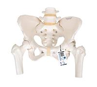 3B Scientific® Esqueleto de Pelvis Femenina - Modelo a Tamaño Real con Sacro, Cóccix, Sínfisis Móvil y Trocánteres de Fémur + Smart Anatomy App (Garantía de 5 Años)