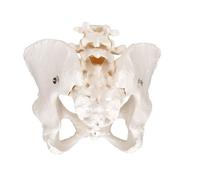 3B Scientific® Esqueleto de Pelvis Femenina - Modelo a Tamaño Real con Sacro y Cóccix para Anatomía y Formación Médica + Smart Anatomy App (Garantía de 5 Años)