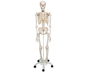 3B Scientific Esqueleto Humano de Anatomía - Modelo a tamaño real con extremidades extraíbles, cráneo detallado, soporte con ruedas, funda antipolvo y aplicación 3B Smart Anatomy (Garantía de 5 años)