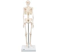 3B Scientific® Esqueleto Mini “Shorty” - Esqueleto Humano a Media Escala con Cráneo de 3 Partes en Base + Smart Anatomy App (Garantía de 5 Años)