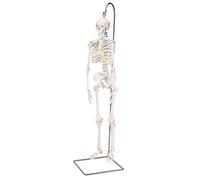 : 3B Scientific® Esqueleto Mini “Shorty” - Esqueleto Humano de Media Escala de con Cráneo de 3 Partes en Soporte Colgante + Smart Anatomy App (Garantía de 5 Años)