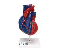 3B Scientific G01/1 Modelo de Corazón Magnético, Tamaño Real, 5 Piezas