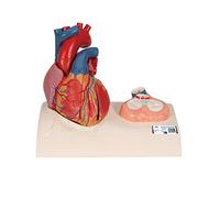 3B Scientific G01 Modelo de Corazón Magnético, Tamaño Real, 5 Piezas - 3B Smart Anatomy