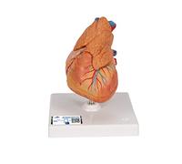 3B Scientific G08/1 Modelo Anatómico Humano - Modelo de Corazón Humano Clásico Con Timo, de 3 Piezas + App de anatomía gratuita - 3B Smart Anatomy