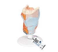 3B Scientific G22 Laringe, 2 Piezas - 3B Smart Anatomy, 2.5 Veces su Tamaño Natural