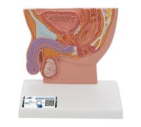 3B Scientific H12 Modelo de anatomía humana Sección Trasversal de la Pelvis Masculina, Tamaño Natural + App de anatomía gratuita - 3B Smart Anatomy
