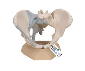 3B Scientific H20/2 Modelo de anatomía humana Pelvis Femenina Con Ligamentos, 3, Partes + App de anatomía gratuita - 3B Smart Anatomy