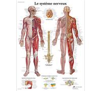 3B Scientific Human Nervous System Anatomy Chart, French Paper Anatomy Poster, Detailed Nervous System Wall Chart for Medical Students, Nursing & Healthcare Education