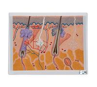 3B Scientific J10 Modelo de anatomía humana Corte de la Piel, 70 Veces Su Tamaño Natural + App de anatomía gratuita - 3B Smart Anatomy