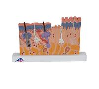 3B Scientific J11 Modelo de anatomía humana Corte de la Piel, 40 Veces Su Tamaño Natural + App de anatomía gratuita - 3B Smart Anatomy