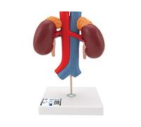3B Scientific K22/1 Modelo de anatomía humana Riñones Con Vasos, de 2 Piezas + App de anatomía gratuita - 3B Smart Anatomy