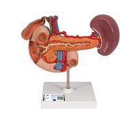 3B Scientific K22/2 Modelo de anatomía humana Órganos Posteriores del Abdomen Superior + App de anatomía gratuita - 3B Smart Anatomy