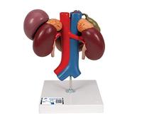 3B Scientific K22/3 Modelo de anatomía humana Riñones Con Órganos Posteriores del Abdomen Superior, de 3 Piezas + App de anatomía gratuita - 3B Smart Anatomy