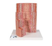 3B Scientific K23 Modelo de anatomía humana Microanatomy Tracto Digestivo, A 20 Aumentos + App de anatomía gratuita - 3B Smart Anatomy