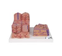 3B Scientific K24 Modelo de anatomía humana Microanatomy Hígado + App de anatomía gratuita - 3B Smart Anatomy