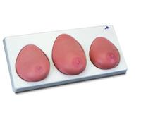 3B Scientific L55 Modelo Para la Palpación de Mama, Tres Mamas Con Soporte