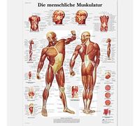 3B Scientific La Musculatura humana (en alemán)