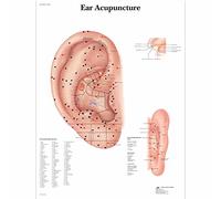 3B Scientific - Lámina Plastificada de Acupuntura de la Oreja - Póster Protegido contra UV y Polvo para Estudio, Enseñanza y Clínicas
