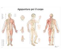 3B Scientific - Lámina Plastificada de Acupuntura del Cuerpo - Póster Protegido contra UV y Polvo para Estudio, Enseñanza y Clínicas
