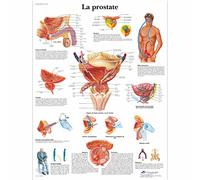 3B Scientific - Lámina Plastificada de la Próstata - Póster de Anatomía y Fisiología Protegido contra UV y Polvo para Estudio, Enseñanza y Clínicas