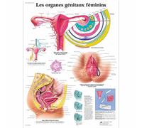 3B Scientific - Lámina Plastificada de los Órganos Genitales Femeninos - Póster de Anatomía Protegido contra UV y Polvo para Estudio, Enseñanza y Clínicas