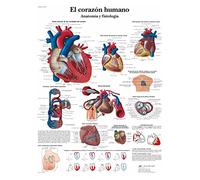 3B Scientific - Lámina Plastificada del Corazón Humano - Anatomía y Fisiología - Póster Protegido contra UV y Polvo para Estudio, Enseñanza y Clínicas