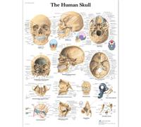 3B Scientific - Lámina Plastificada del Cráneo Humano - Póster de Anatomía Protegido contra UV y Polvo para Estudio, Enseñanza y Clínicas