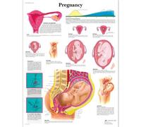 3B Scientific - Lámina Plastificada del Embarazo - Póster de Anatomía Protegido contra UV y Polvo para Estudio, Enseñanza y Clínicas