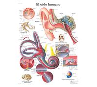 3B Scientific - Lámina Plastificada del Oído Humano - Póster de Anatomía Protegido contra UV y Polvo para Estudio, Enseñanza y Clínicas