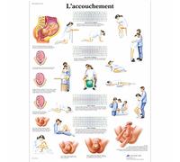 3B Scientific - Lámina Plastificada del Parto - Póster de Anatomía Protegido contra UV y Polvo para Estudio, Enseñanza y Clínicas