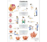3B Scientific - Lámina Plastificada del Parto - Póster de Anatomía Protegido contra UV y Polvo para Estudio, Enseñanza y Clínicas