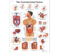 3B Scientific - Lámina Plastificada del Sistema Gastrointestinal Humano - Póster de Anatomía Protegido contra UV y Polvo para Estudio, Enseñanza y Clínicas