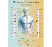 3B Scientific - Lámina Plastificada del Sistema Nervioso Autónomo - Póster de Anatomía Protegido contra UV y Polvo para Estudio, Enseñanza y Clínicas