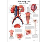 3B Scientific - Lámina Plastificada del Tracto Urinario - Anatomía y Fisiología - Póster Protegido contra UV y Polvo para Estudio, Enseñanza y Clínicas
