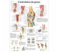 3B Scientific - Laminado Articulación de la Rodilla Cartel - Anatomía & Patología - Póster Protegido contra UV y Polvo para Estudio, Enseñanza y Clínicas