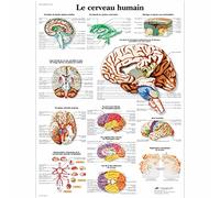 3B Scientific - Laminado Cerebro Humano Cartel - Póster de Anatomía Protegido contra UV y Polvo para Estudio, Enseñanza y Clínicas