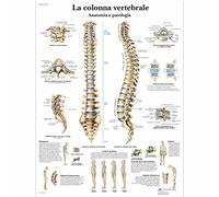 3B Scientific - Laminado Columna Vertebral Humana Cartel - Anatomía & Patología - Póster Protegido contra UV y Polvo para Estudio, Enseñanza y Clínicas