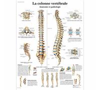 3B Scientific - Laminado Columna Vertebral Humana Cartel - Anatomía & Patología - Póster Protegido contra UV y Polvo para Estudio, Enseñanza y Clínicas