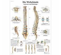 3B Scientific - Laminado Columna Vertebral Humana Cartel - Anatomía y Patología - Póster Protegido contra UV y Polvo para Estudio, Enseñanza y Clínicas