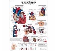 3B Scientific - Laminado Corazón Humano Cartel - Anatomía & Fisiología - Póster Protegido contra UV y Polvo para Estudio, Enseñanza y Clínicas