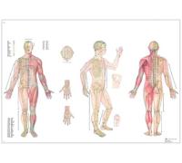 3B Scientific - Laminado Cuerpo Acupuntura Cartel - Póster Protegido contra UV y Polvo para Estudio, Enseñanza y Clínicas