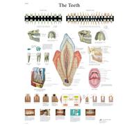 3B Scientific - Laminado Dientes Humanos Cartel - Póster de Anatomía Protegido contra UV y Polvo para Estudio, Enseñanza y Clínicas