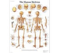 3B Scientific - Laminado Esqueleto Humano Cartel - Póster de Anatomía Protegido contra UV y Polvo para Estudio, Enseñanza y Clínicas