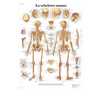 3B Scientific - Laminado Esqueleto Humano Cartel - Póster de Anatomía Protegido contra UV y Polvo para Estudio, Enseñanza y Clínicas