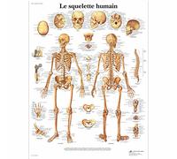 3B Scientific - Laminado Esqueleto Humano Cartel - Póster de Anatomía Protegido contra UV y Polvo para Estudio, Enseñanza y Clínicas