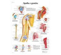 3B Scientific - Laminado Hombro & Codo Cartel - Anatomía & Patología - Póster Protegido contra UV y Polvo para Estudio, Enseñanza y Clínicas